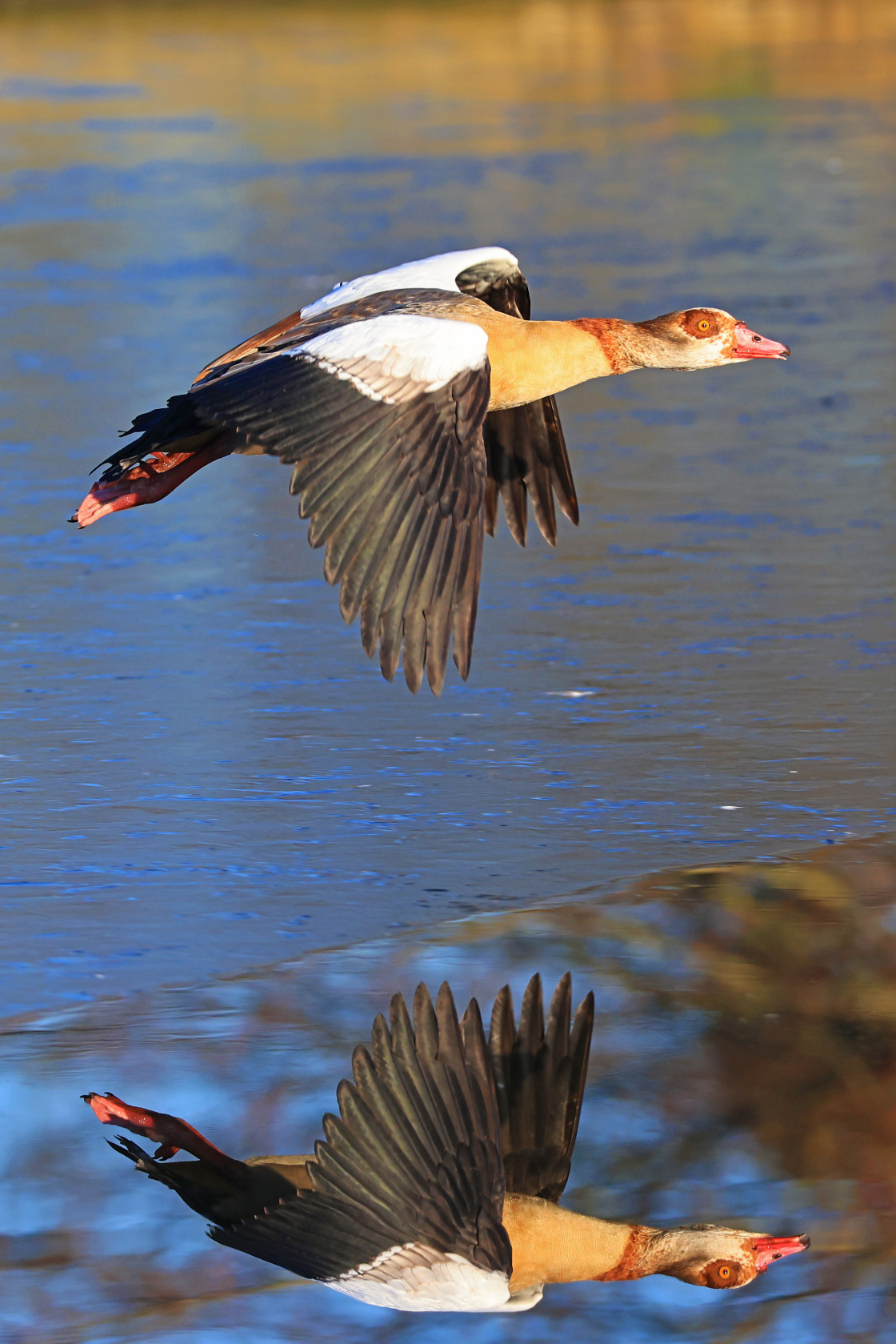 "Reflective Goose" stock image