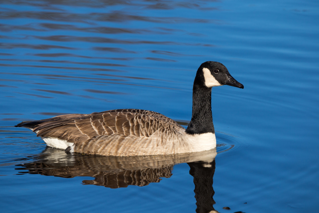 "Canada Goose" stock image