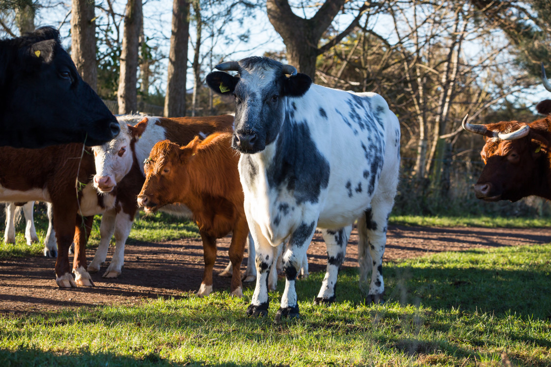 "Cows" stock image