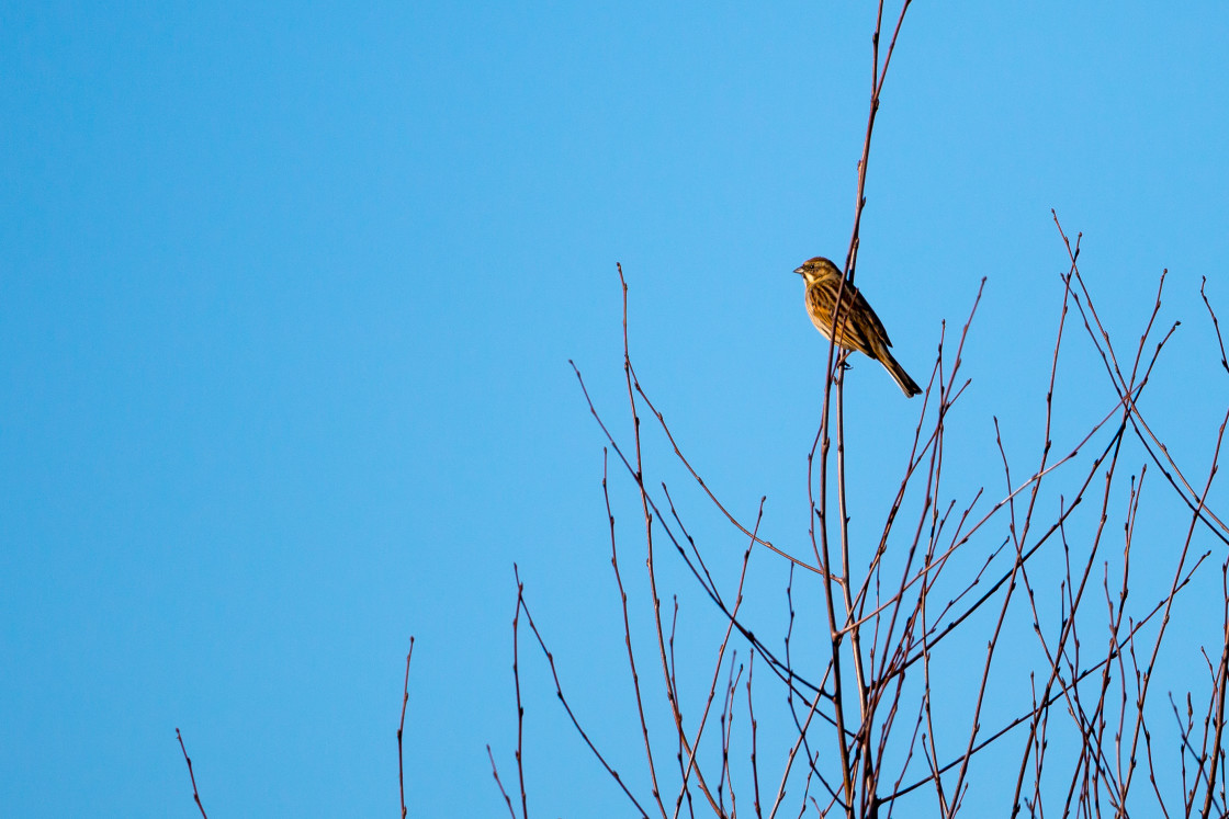 "Reed Bunting" stock image