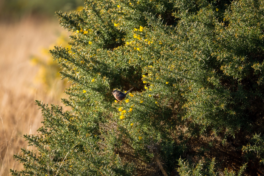 "Dartford Warbler" stock image