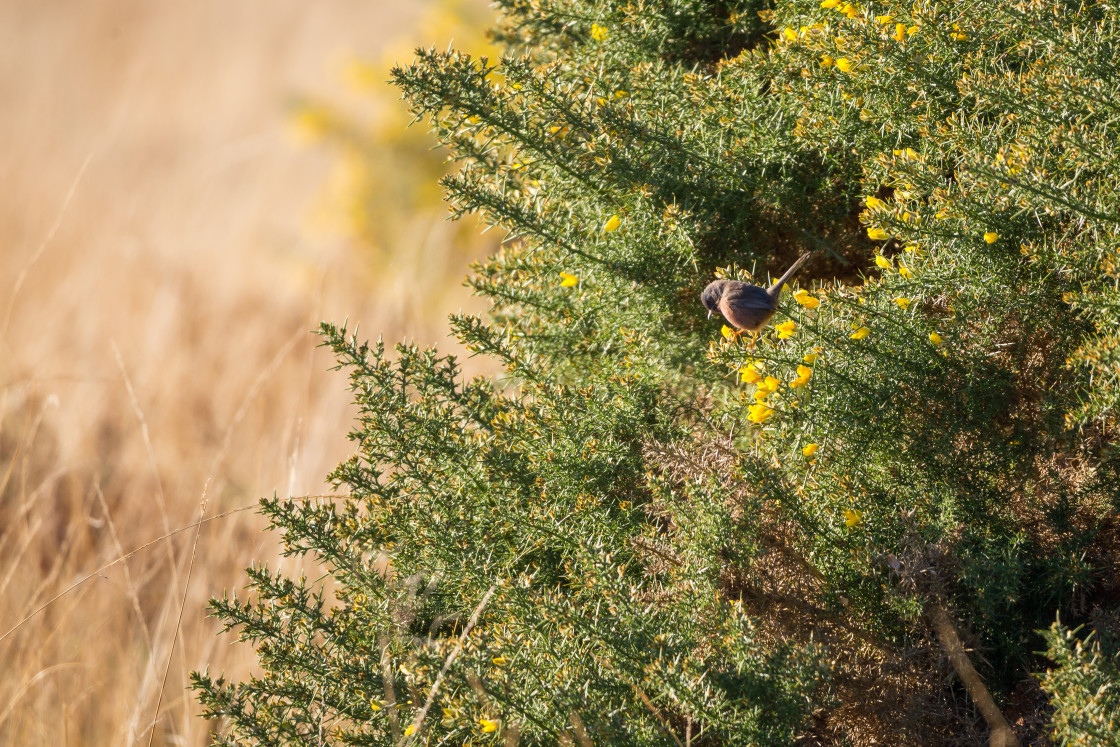 "Dartford Warbler" stock image