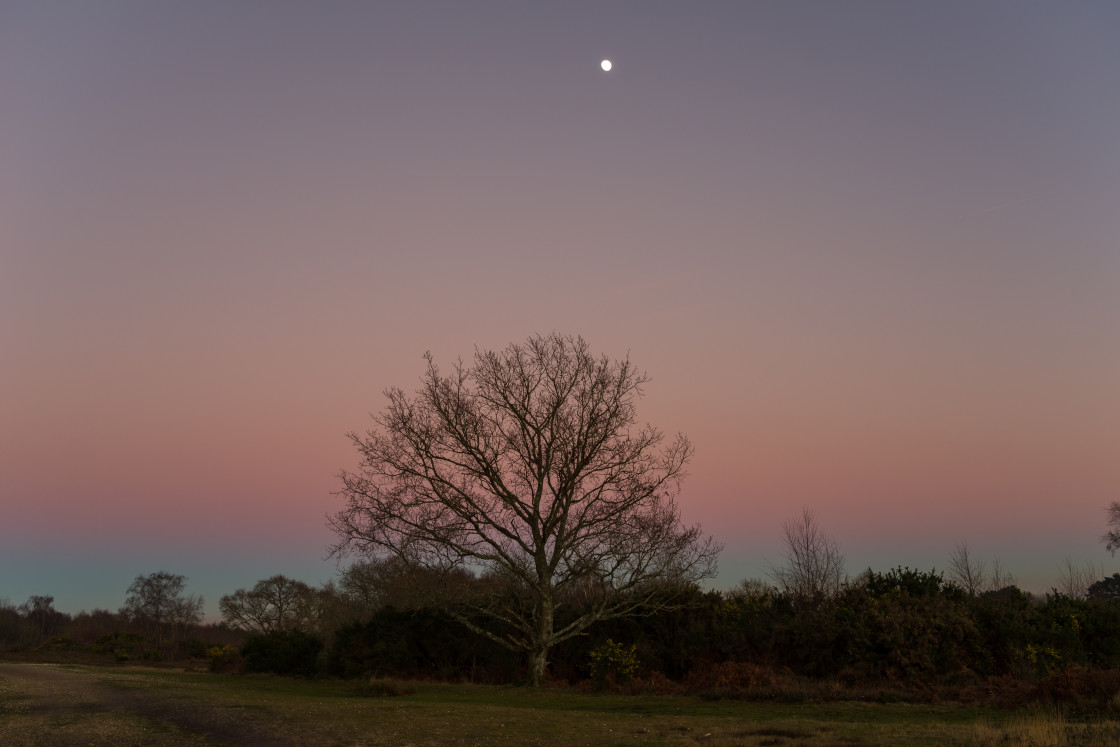 "Oak Twilight" stock image