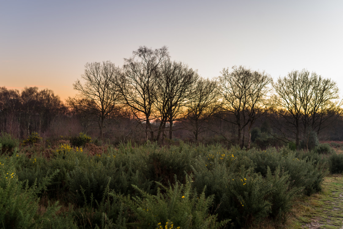 "Heathland Sundown" stock image