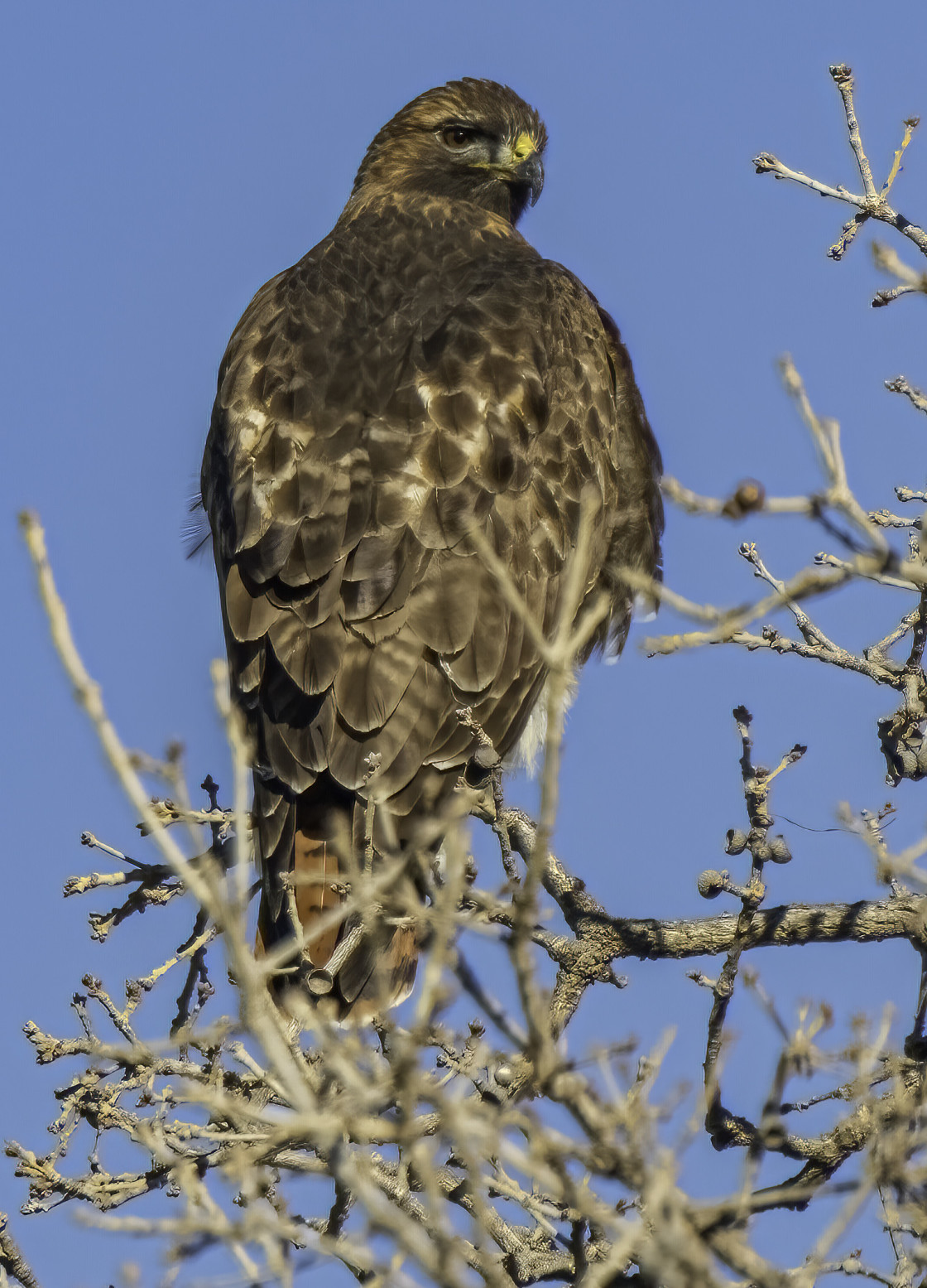 "Red-tailed Hawk" stock image