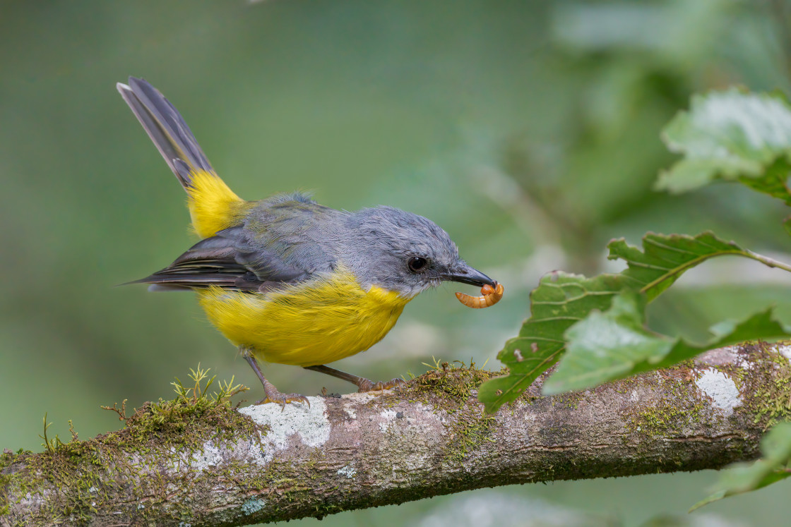 "Eastern Yellow Robin" by Paul Burdett - $12.46 "Eastern Yellow Robin" stock image