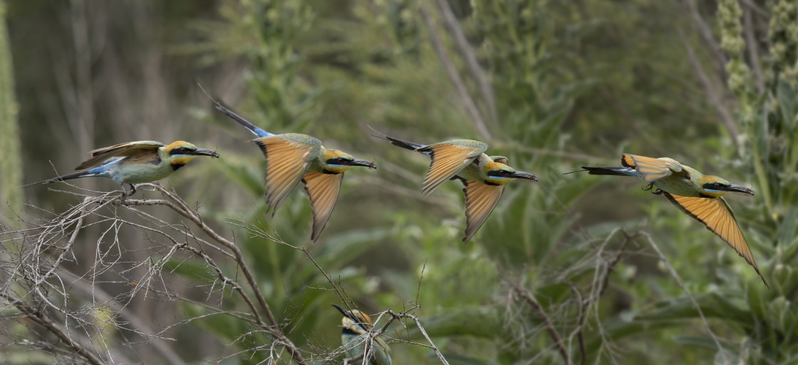 "Rainbow bee-eater in Flight" stock image