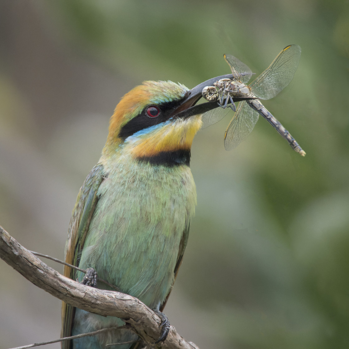 "Rainbow Bee-eater with Dragonfly" stock image