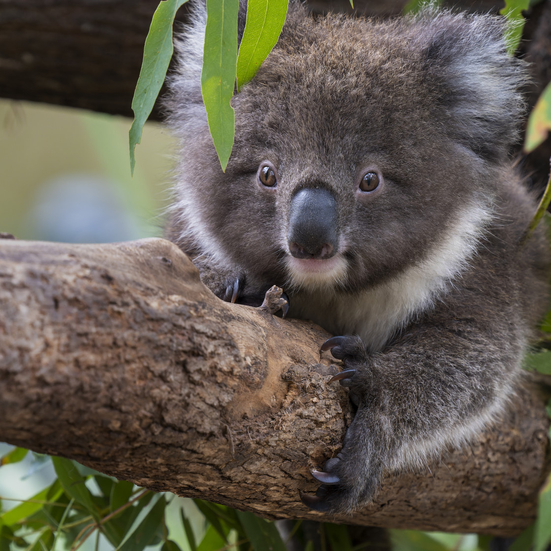 "Portrait of a Koala Joey" stock image