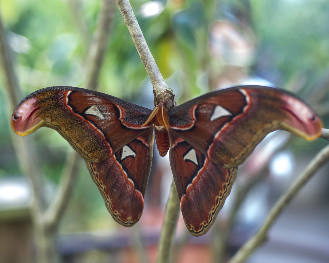 "Butterfly farm" stock image