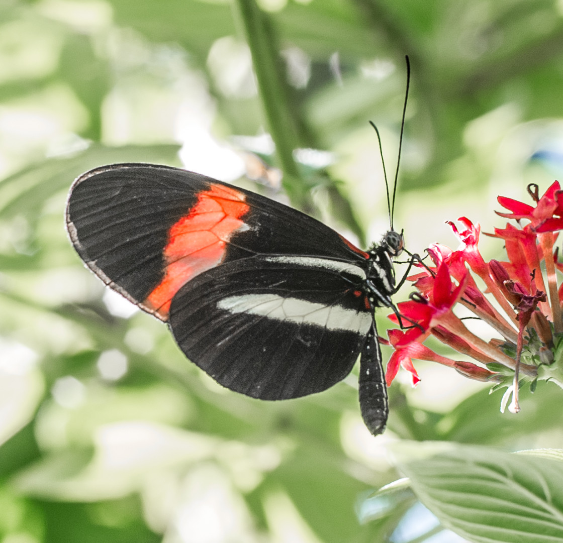 "Butterfly farm" stock image