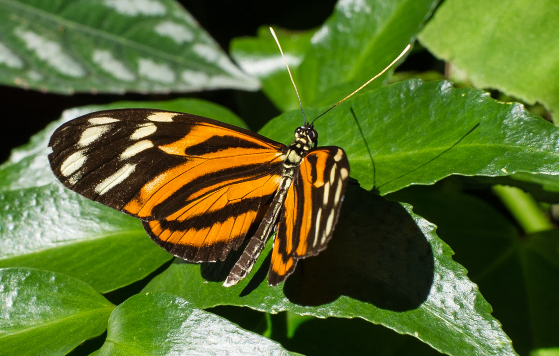 "Butterfly farm" stock image