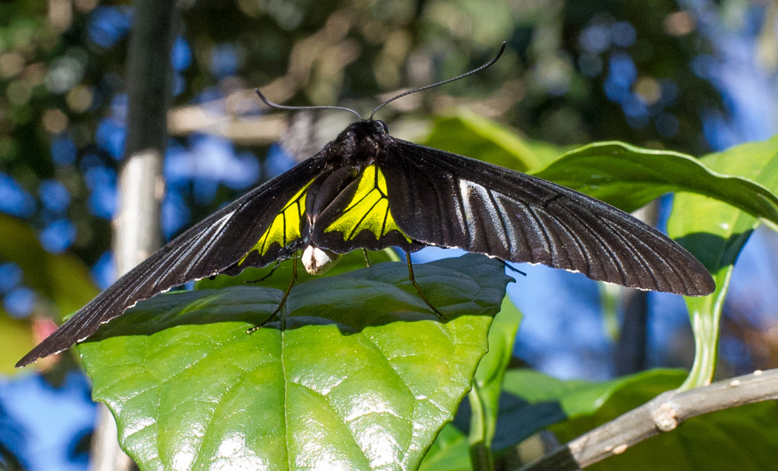 "Butterfly farm" stock image