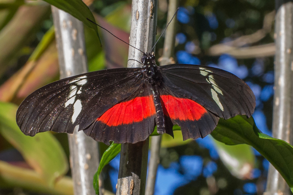 "Butterfly farm" stock image