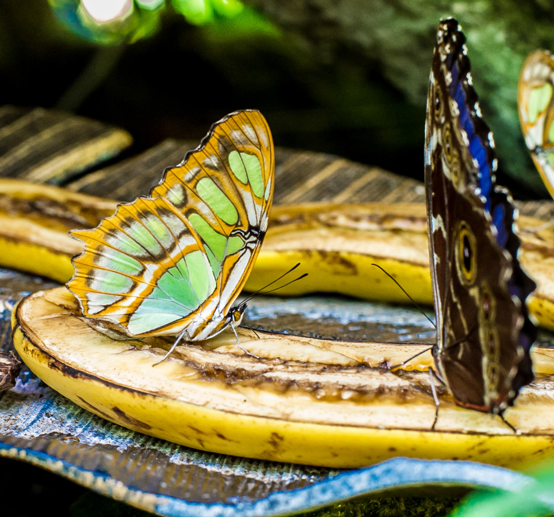 "Butterfly farm" stock image