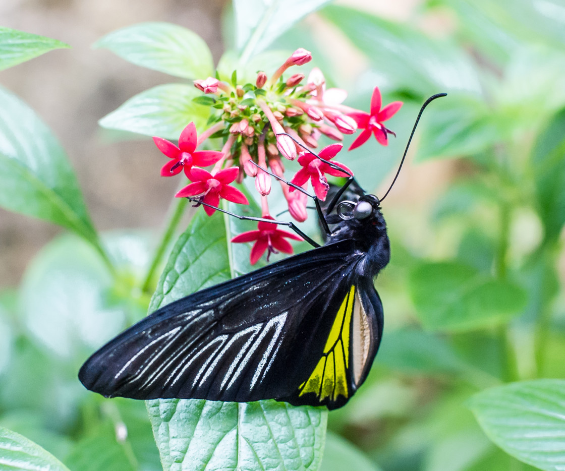 "Butterfly farm" stock image