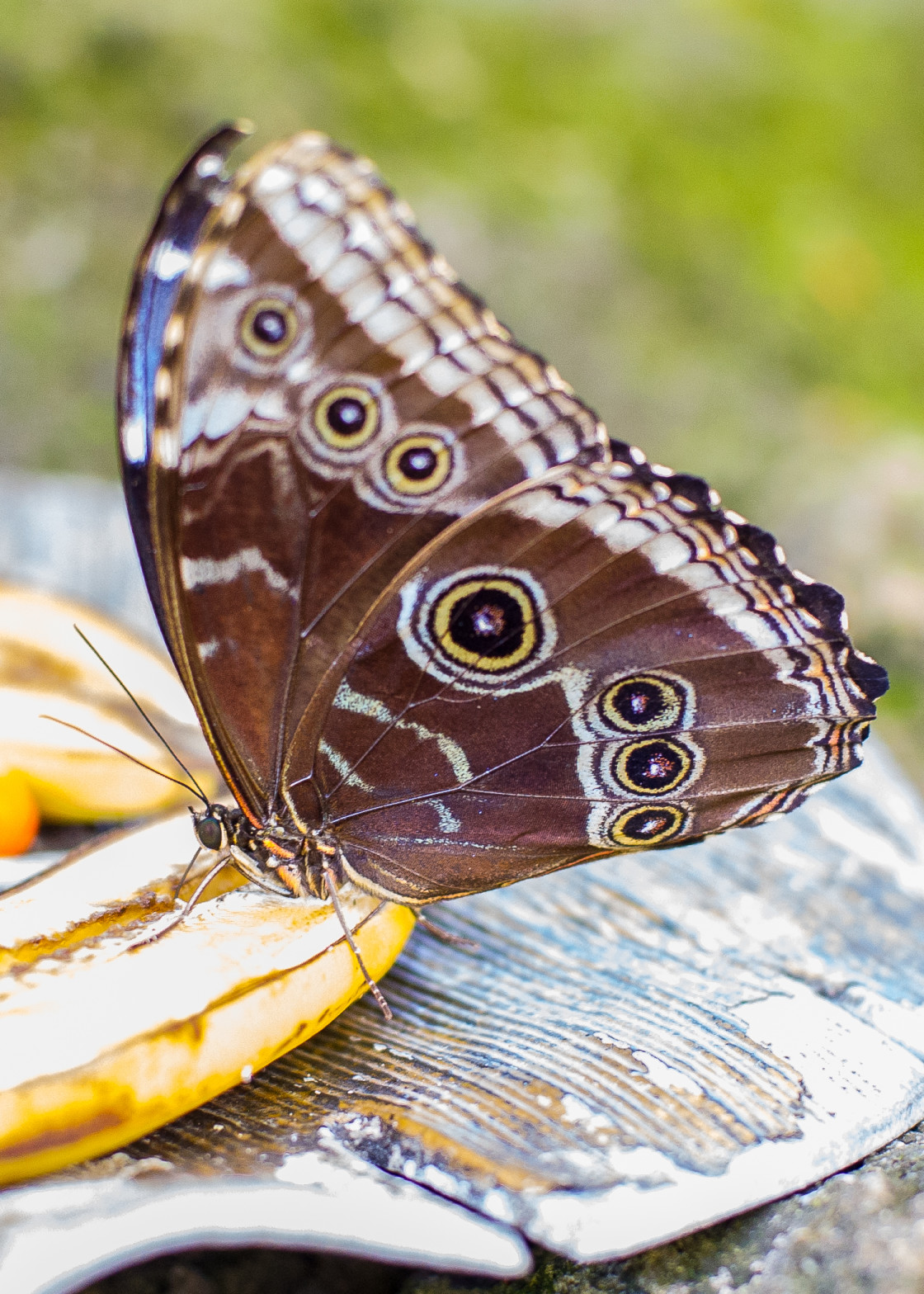 "Butterfly farm" stock image