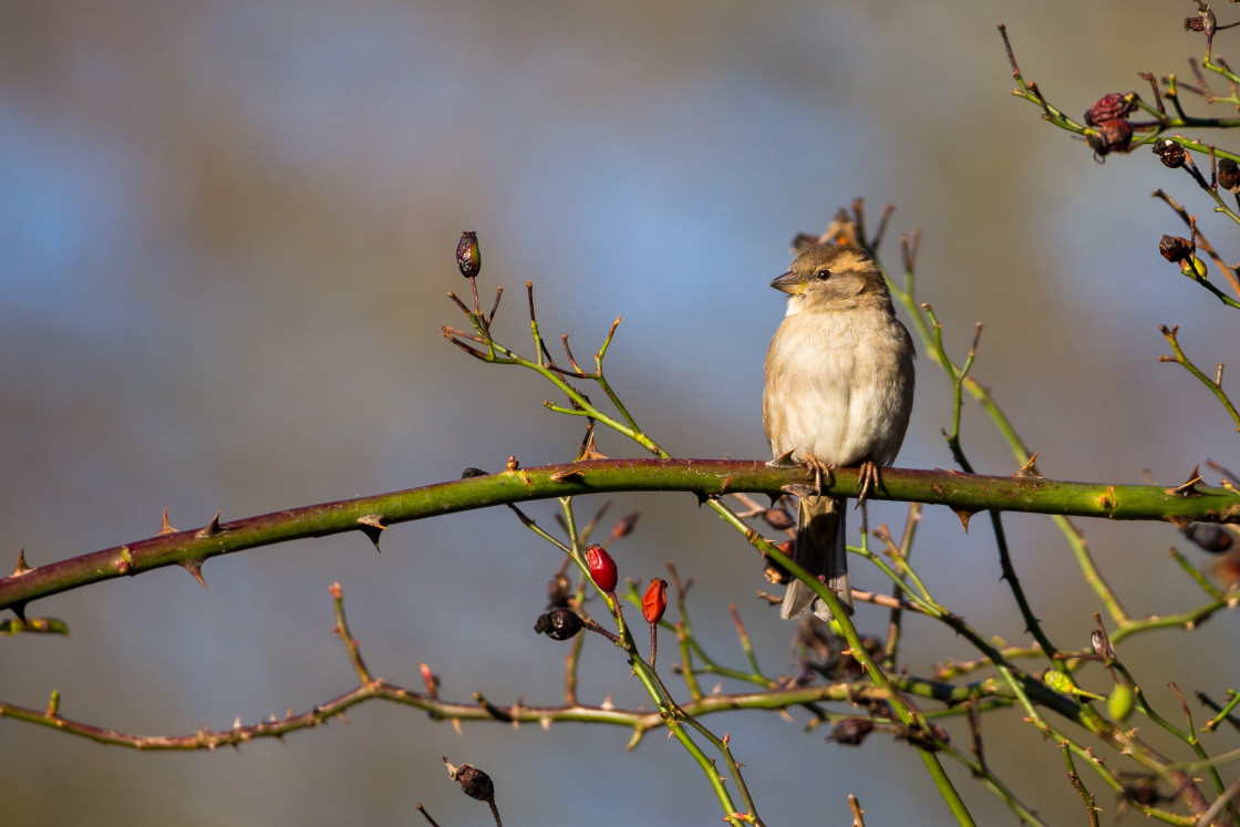 "Female House Sparrow" stock image