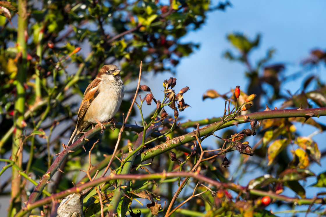 "Male House Sparrow" stock image