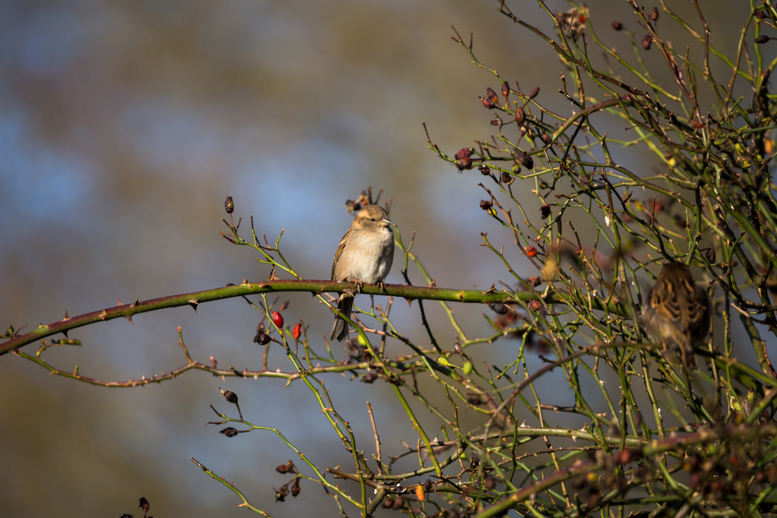 "Female House Sparrow" stock image