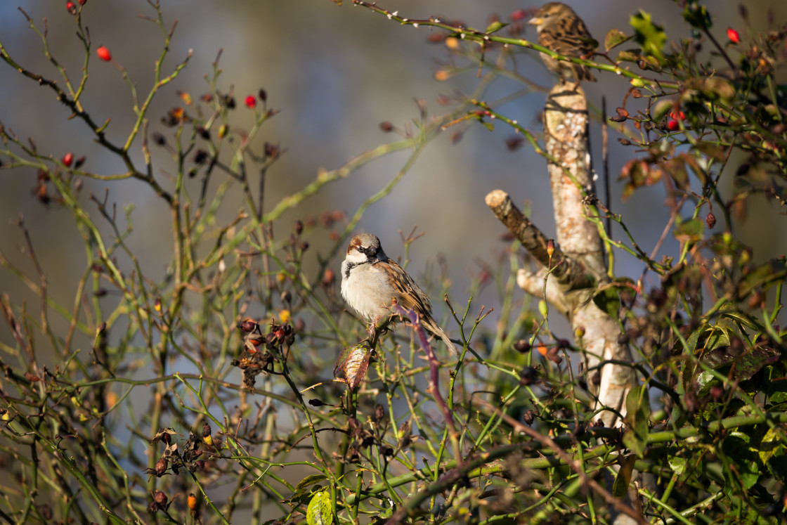 "Male House Sparrow" stock image