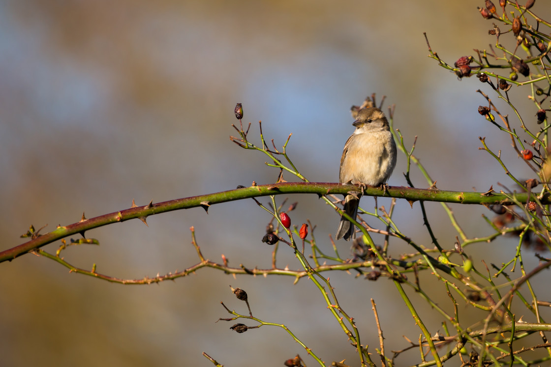 "Female House Sparrow" stock image