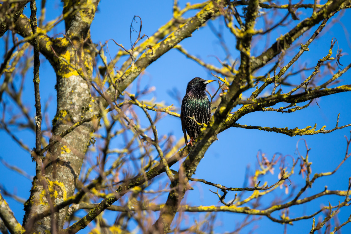 "Starling Bird" stock image