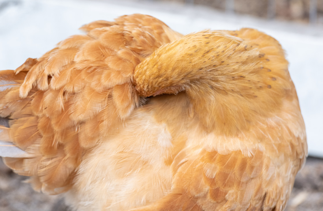 "Chickens" stock image