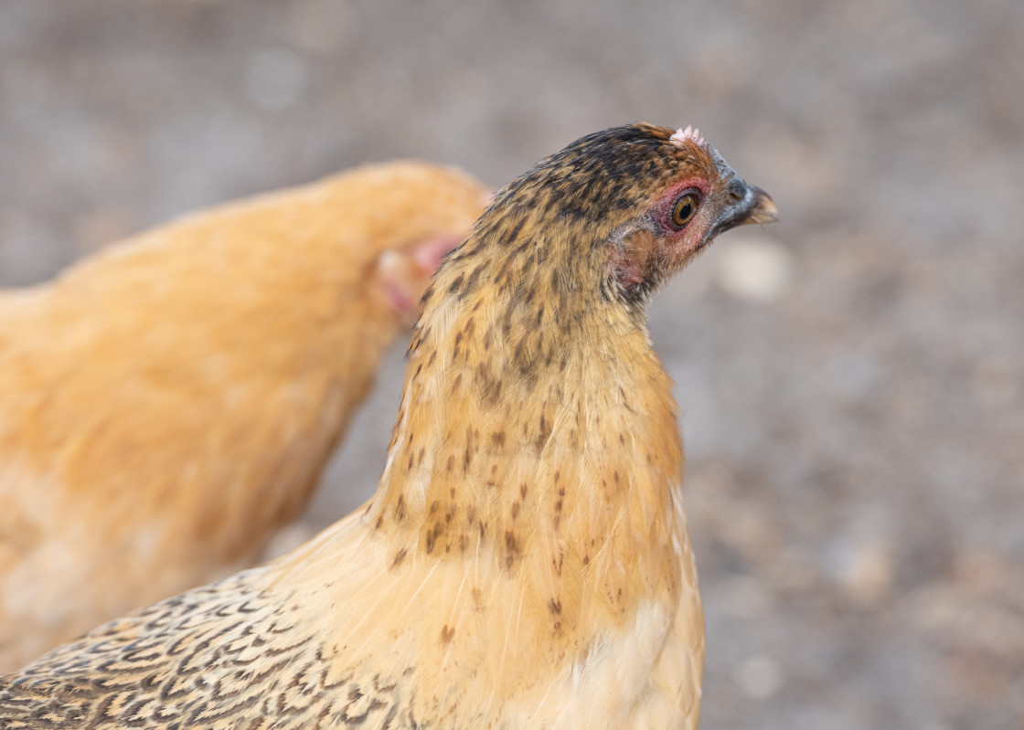 "Chickens" stock image