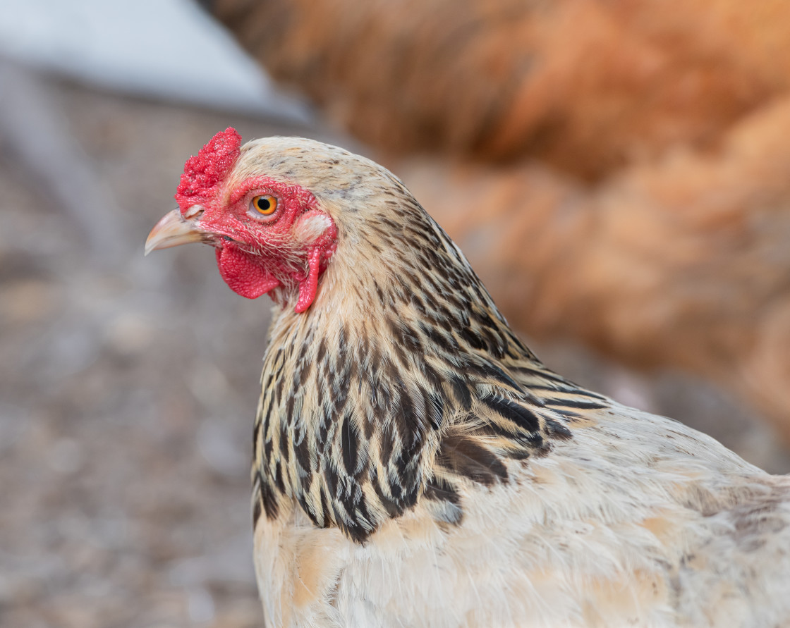 "Chickens" stock image