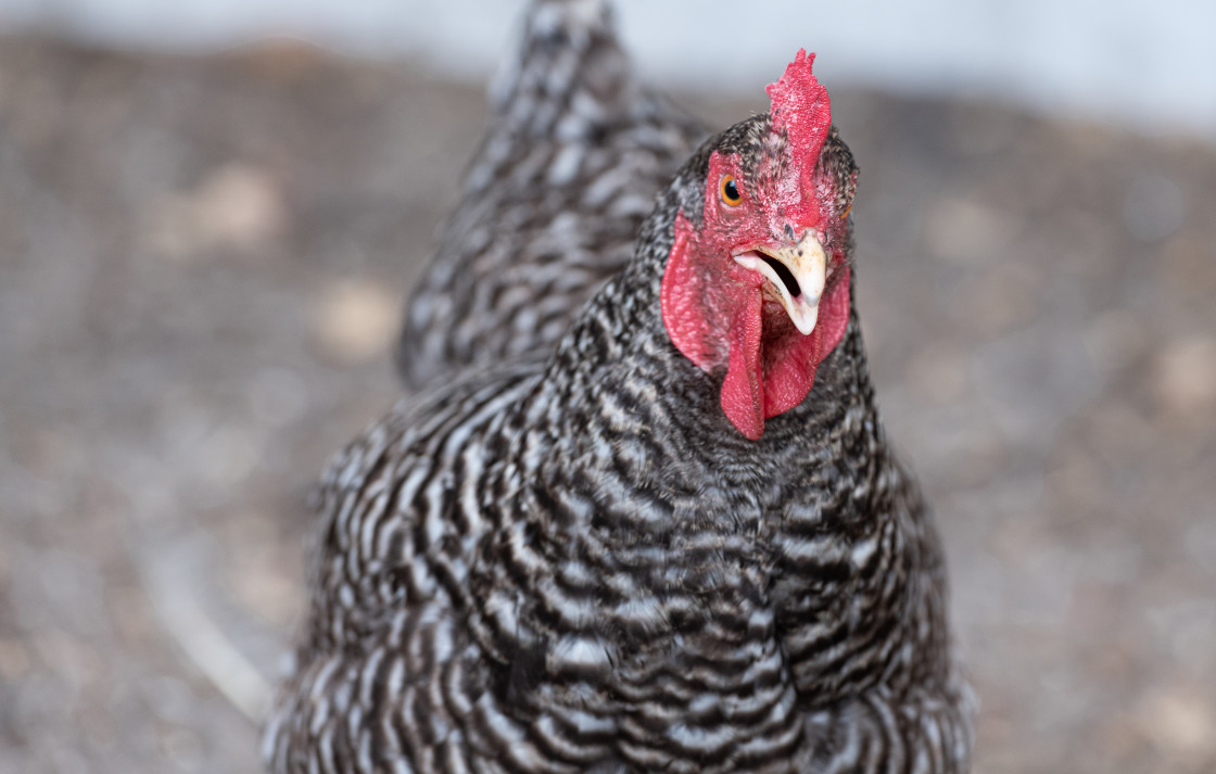 "Chickens" stock image