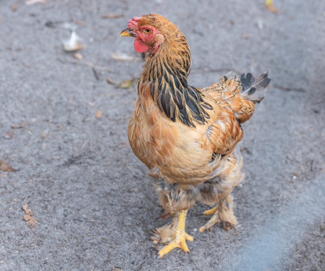 "Chickens" stock image