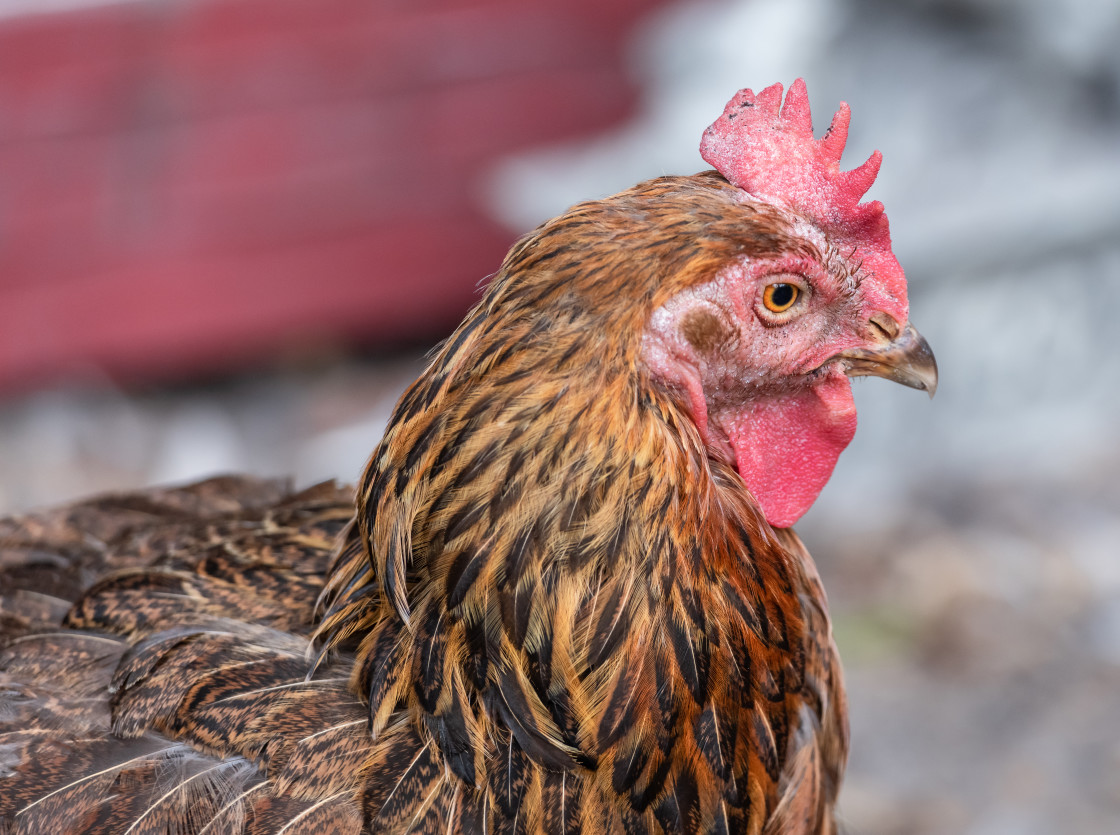 "Chickens" stock image