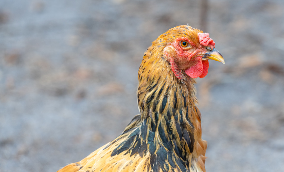 "Chickens" stock image