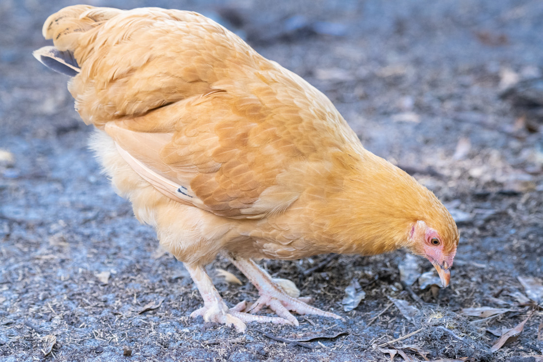 "Chickens" stock image