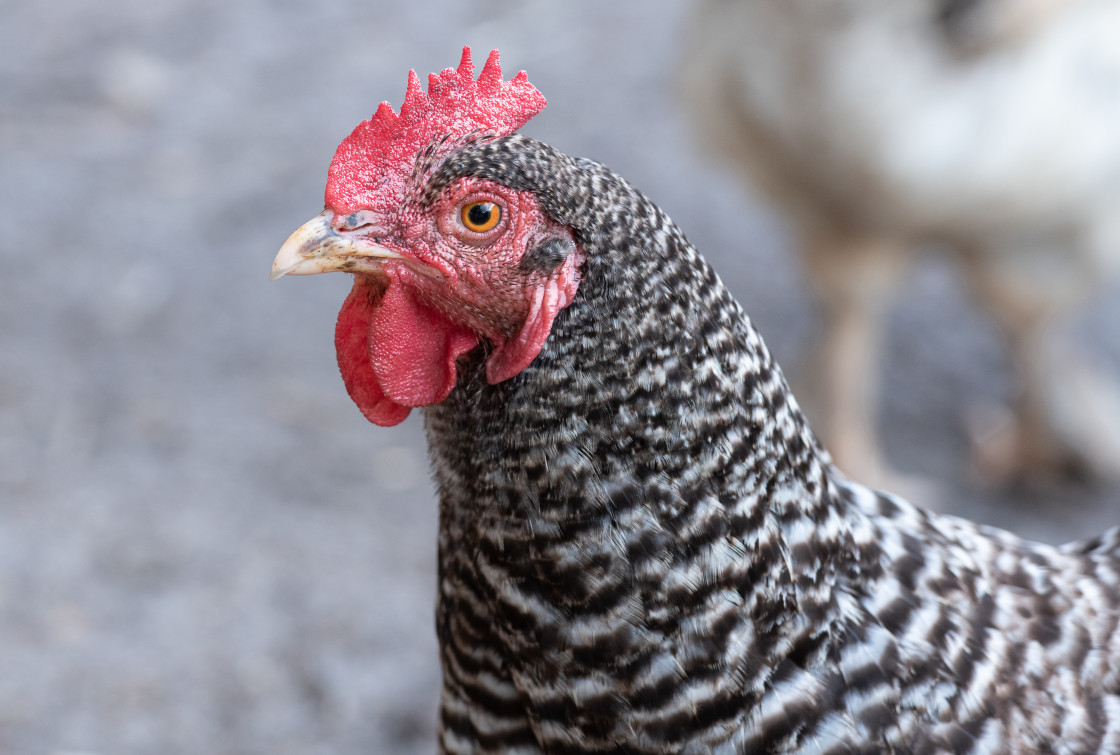 "Chickens" stock image