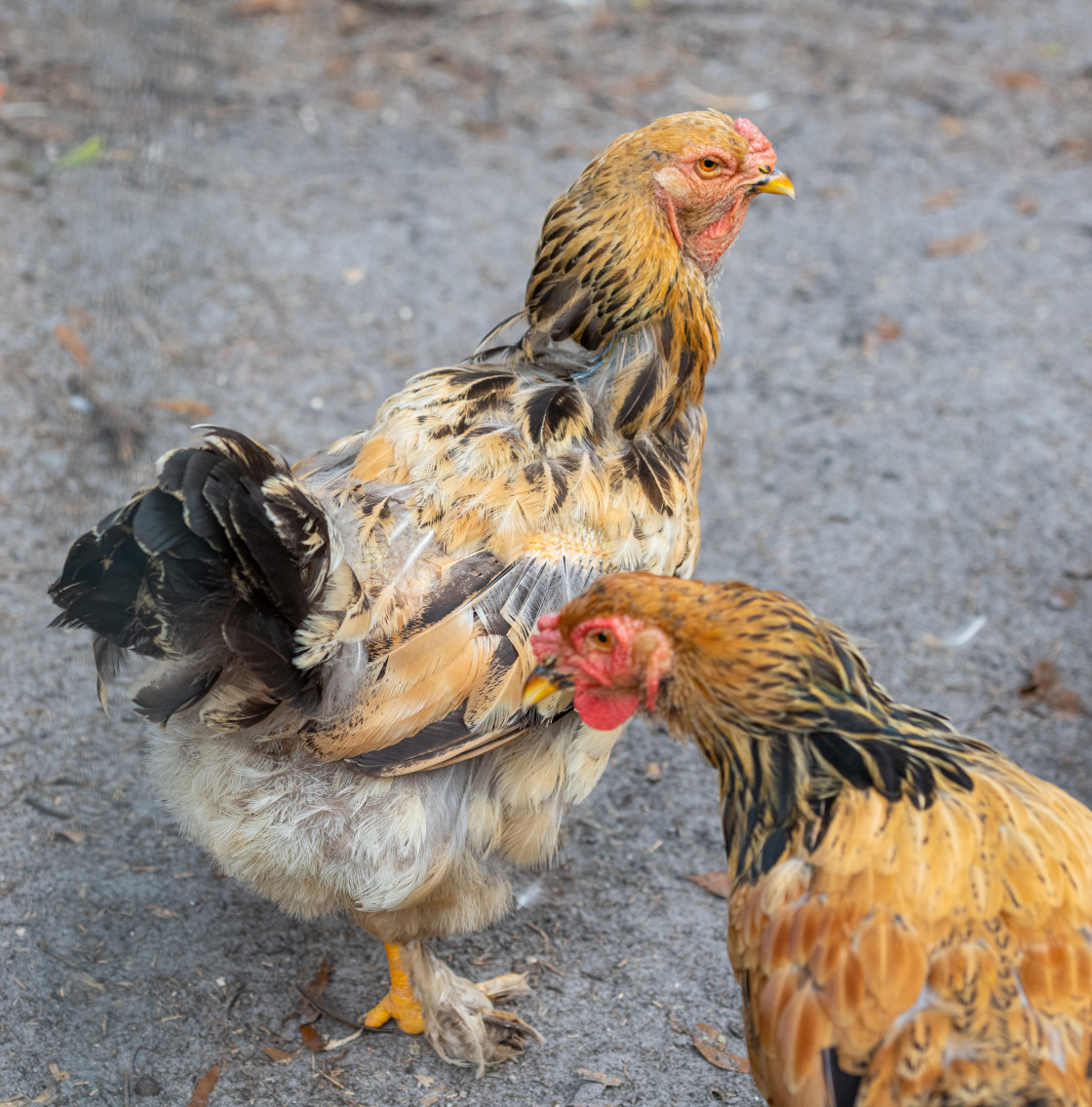 "Chickens" stock image