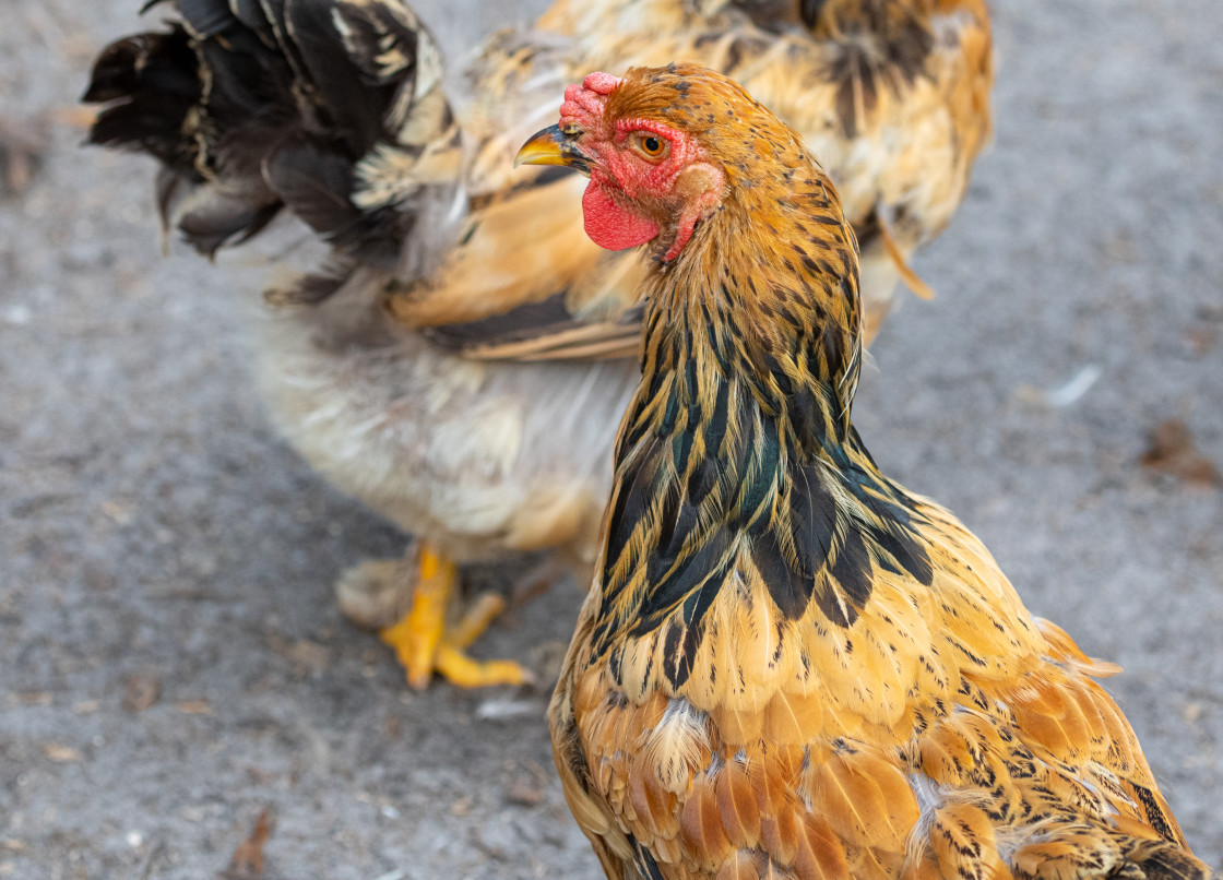 "Chickens" stock image