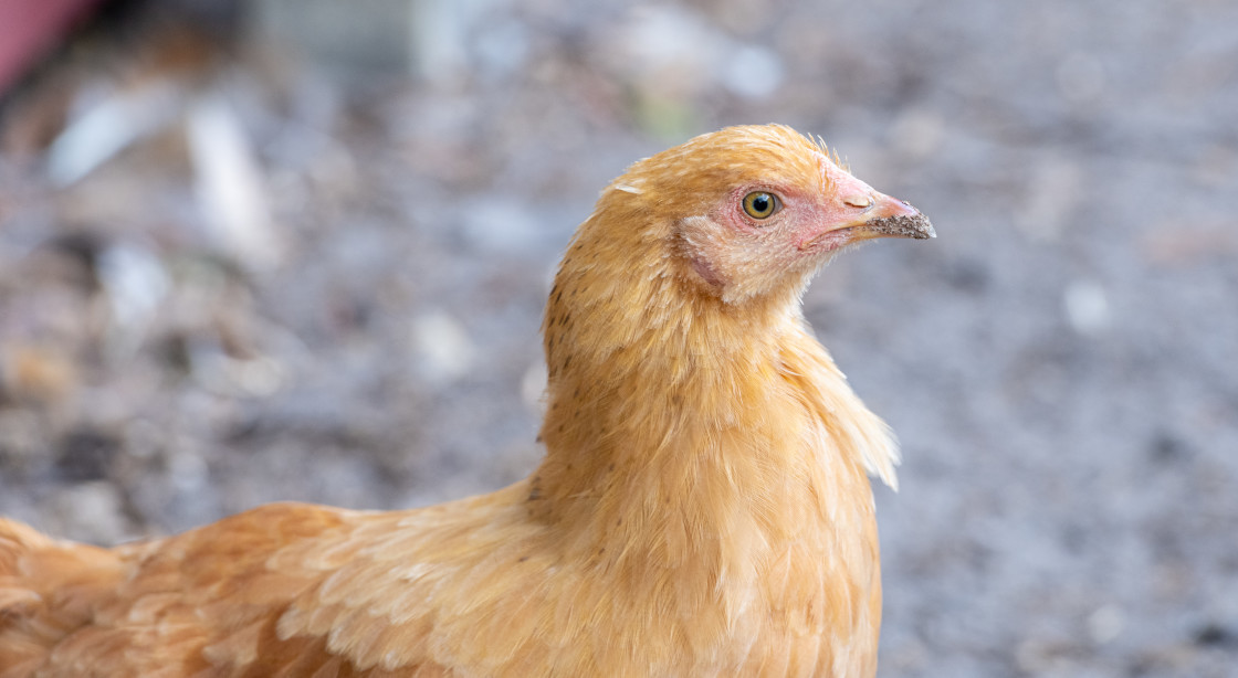 "Chickens" stock image