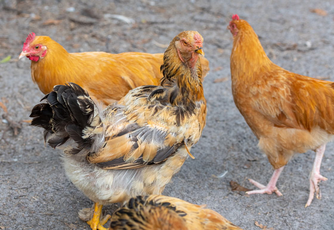 "Chickens" stock image