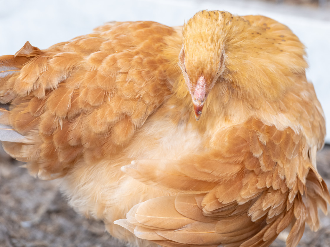 "Chickens" stock image