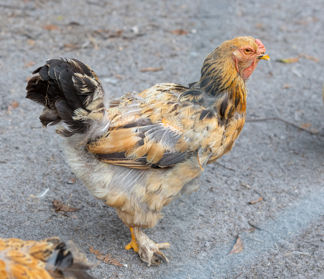 "Chickens" stock image