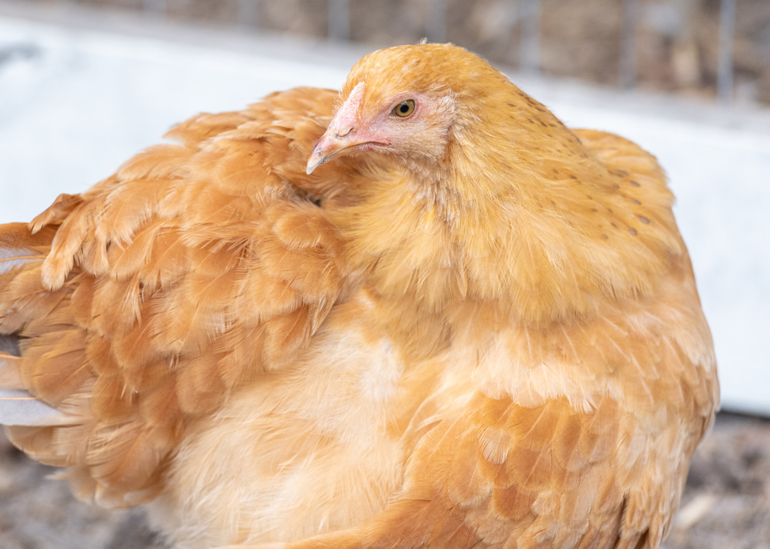 "Chickens" stock image