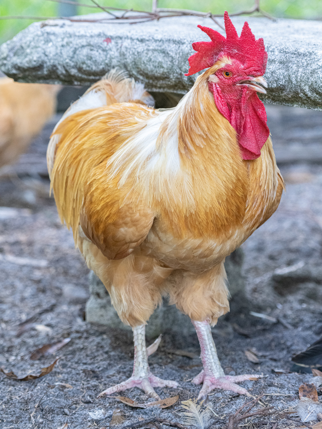 "Chickens in a pen" stock image