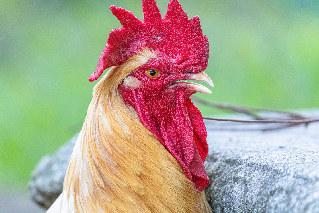 "Chickens in a pen" stock image