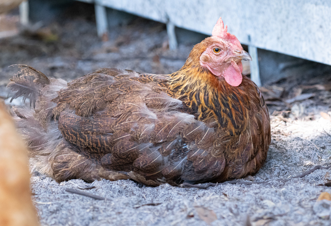 "Chickens in a pen" stock image