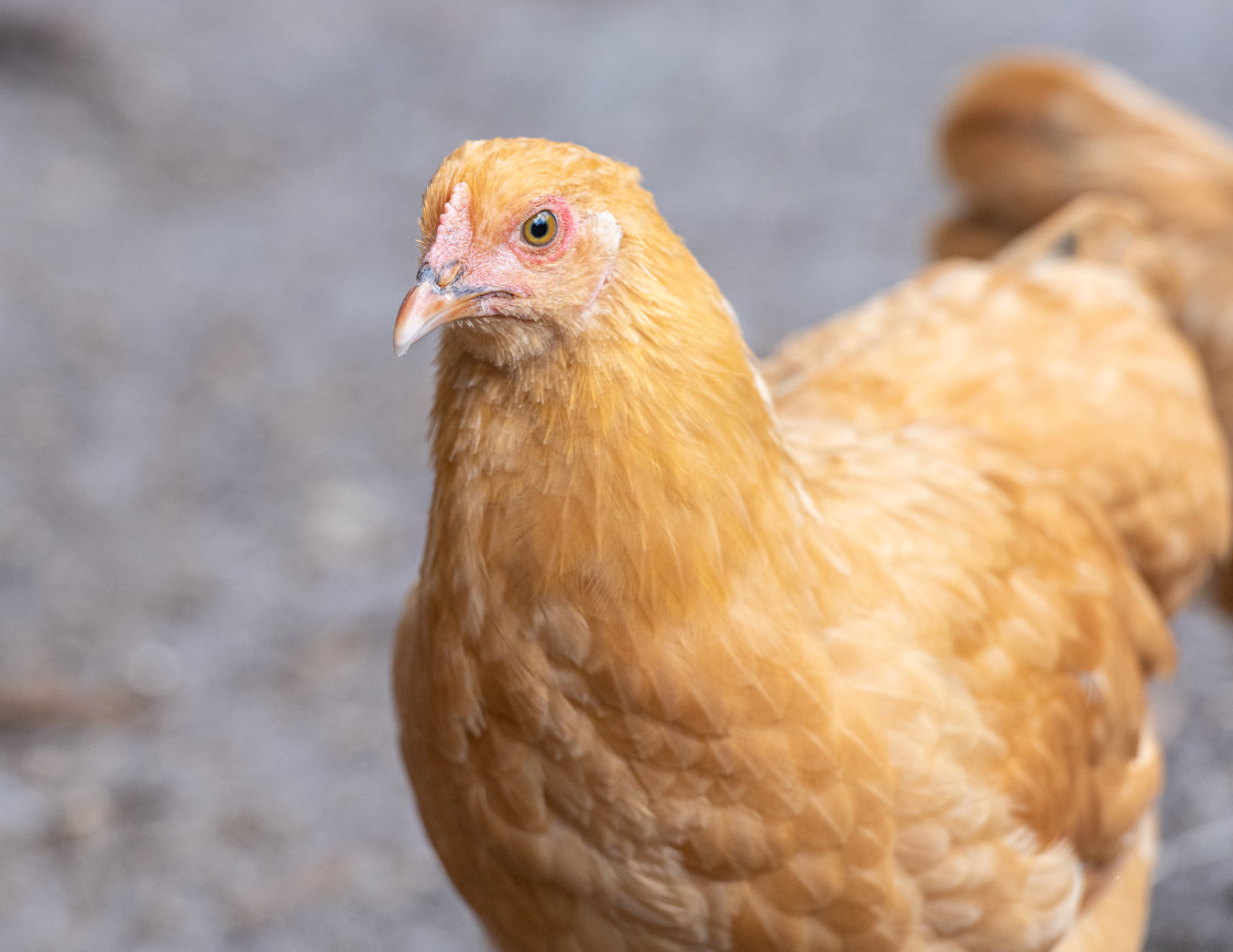 "Chickens in a pen" stock image