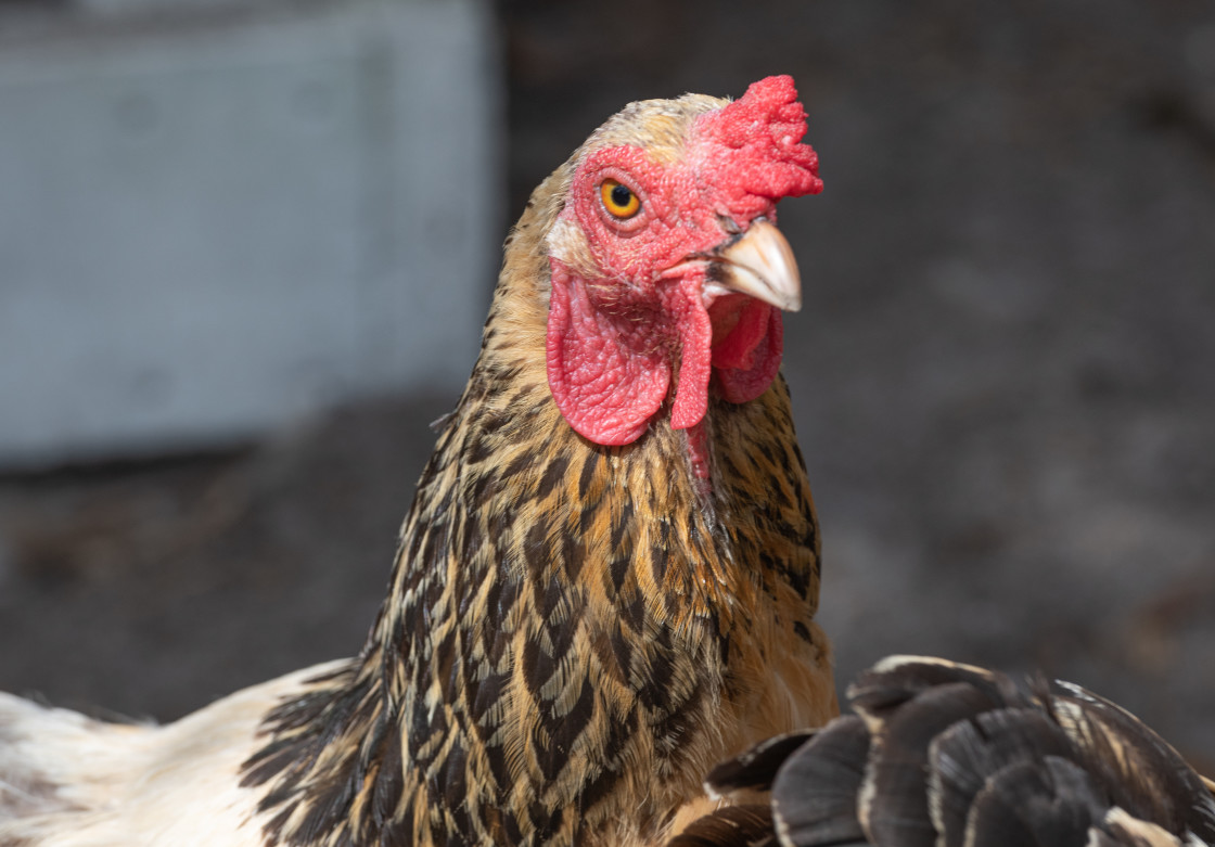 "Chickens in a pen" stock image