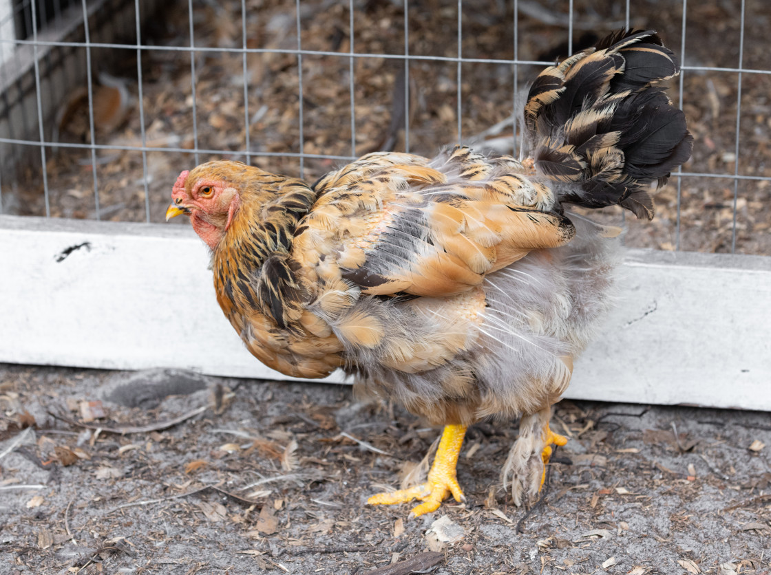 "Chickens in a pen" stock image