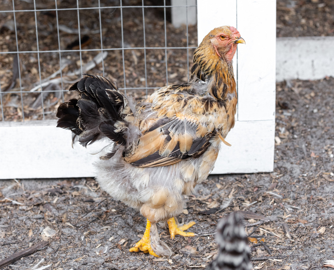 "Chickens in a pen" stock image